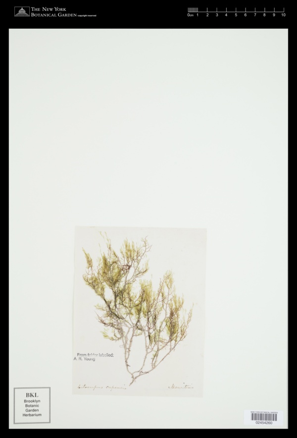 Ectocarpus capensis image