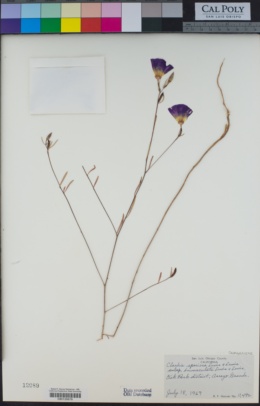 Clarkia speciosa subsp. immaculata image