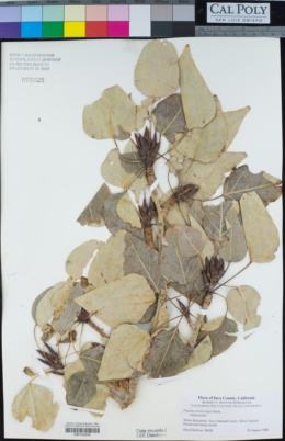 Populus trichocarpa image