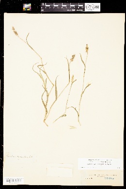 Image of Pennisetum setigerum