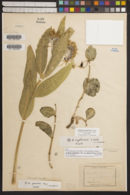 Asclepias cryptoceras subsp. davisii image