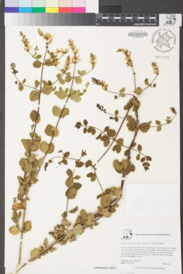 Lonicera subspicata var. denudata image