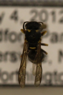 Image of Parancistrocerus bicornis