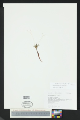 Phemeranthus longipes image