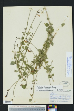 Image of Salvia microphylla