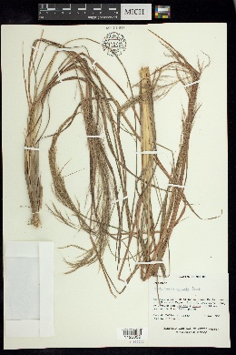 Muhlenbergia scoparia image