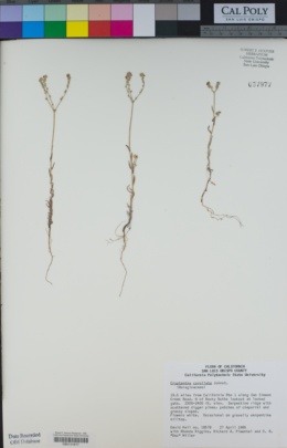 Cryptantha corollata image