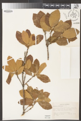 Quercus sadleriana image