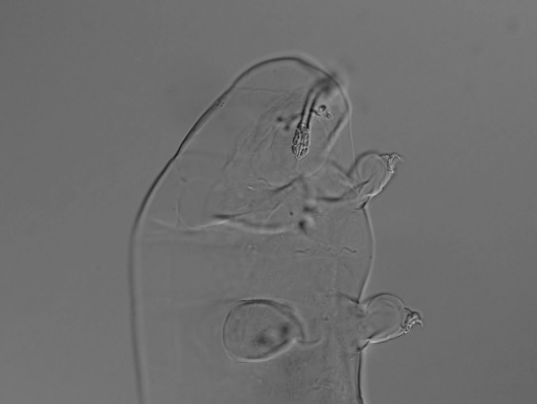 Mesobiotus australis image