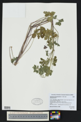 Geranium atropurpureum var. atropurpureum image