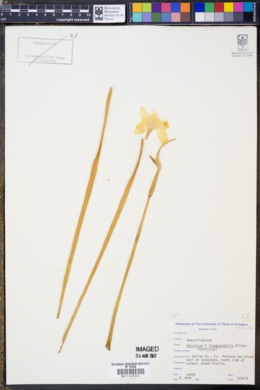 Image of Narcissus × incomparabilis