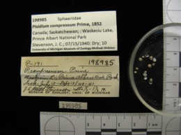 Pisidium compressum image