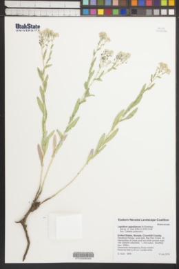 Image of Cardaria pubescens