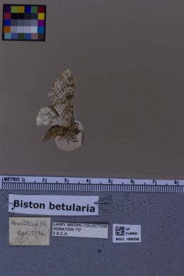 Biston betularia image