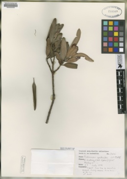 Image of Podocarpus spathoides