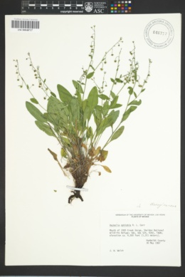 Image of Hackelia ophiobia