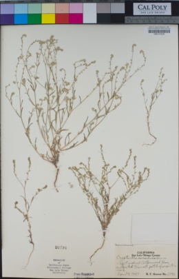 Cryptantha nemaclada image