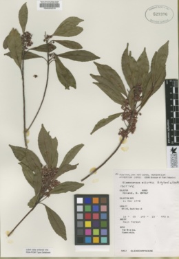 Image of Elaeocarpus elliffii