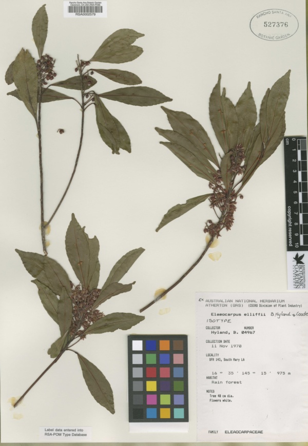 Elaeocarpus elliffii image