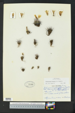 Image of Echinocereus davisii