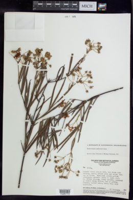 Banisteriopsis andersonii image
