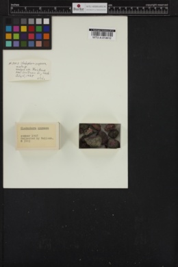Cladophora pygmaea image