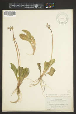 Dodecatheon pulchellum var. shoshonense image