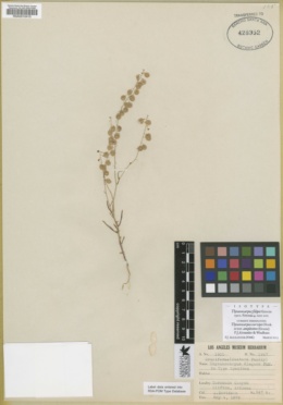Thysanocarpus curvipes subsp. amplectens image