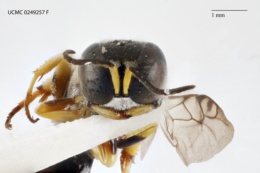 Crossocerus maculipennis image