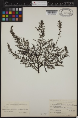 Carpophyllum plumosum image