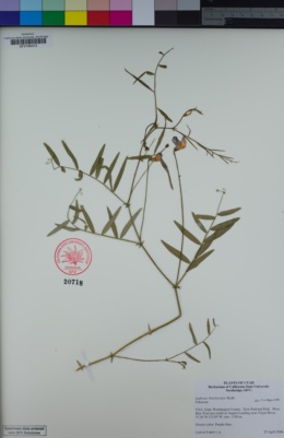 Image of Lathyrus brachycalyx