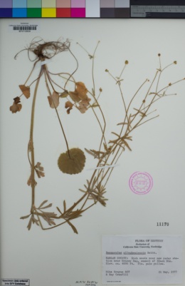 Image of Ranunculus allegheniensis