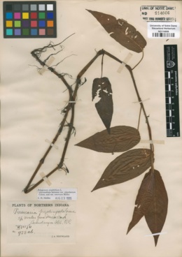 Persicaria pratincola image