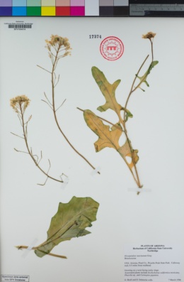 Dryopetalon runcinatum image