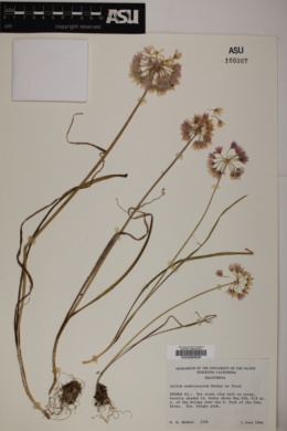 Allium membranaceum image