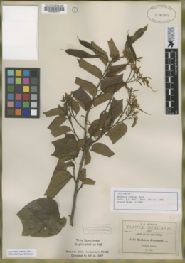 Image of Bauhinia divaricata