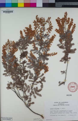 Image of Acacia baileyana