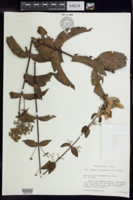 Banisteriopsis hatschbachii image