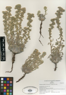 Oreocarya welshii image
