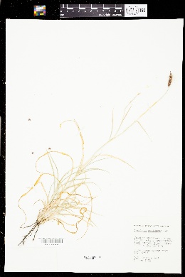 Pennisetum setigerum image