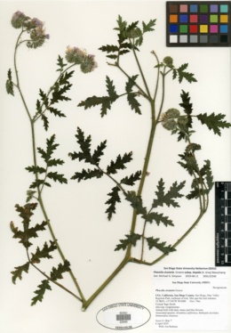 Phacelia cicutaria image