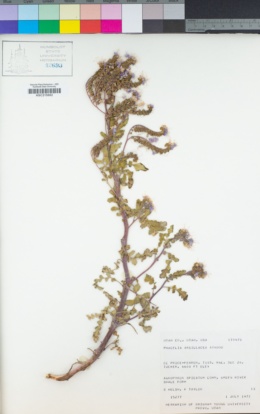 Image of Phacelia argillacea