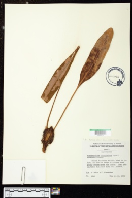 Elaphoglossum crassifolium image