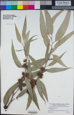 Image of Eucalyptus botryoides