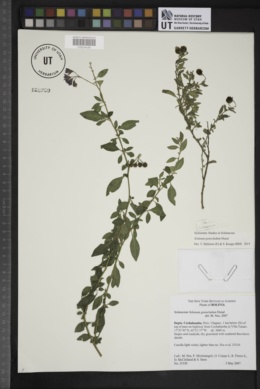 Solanum gonocladum image
