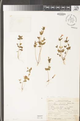 Erythranthe latidens image