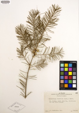 Pseudotsuga taxifolia image