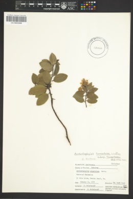 Arctostaphylos tomentosa subsp. tomentosa image