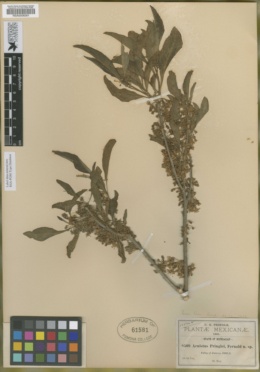 Acnistus arborescens image