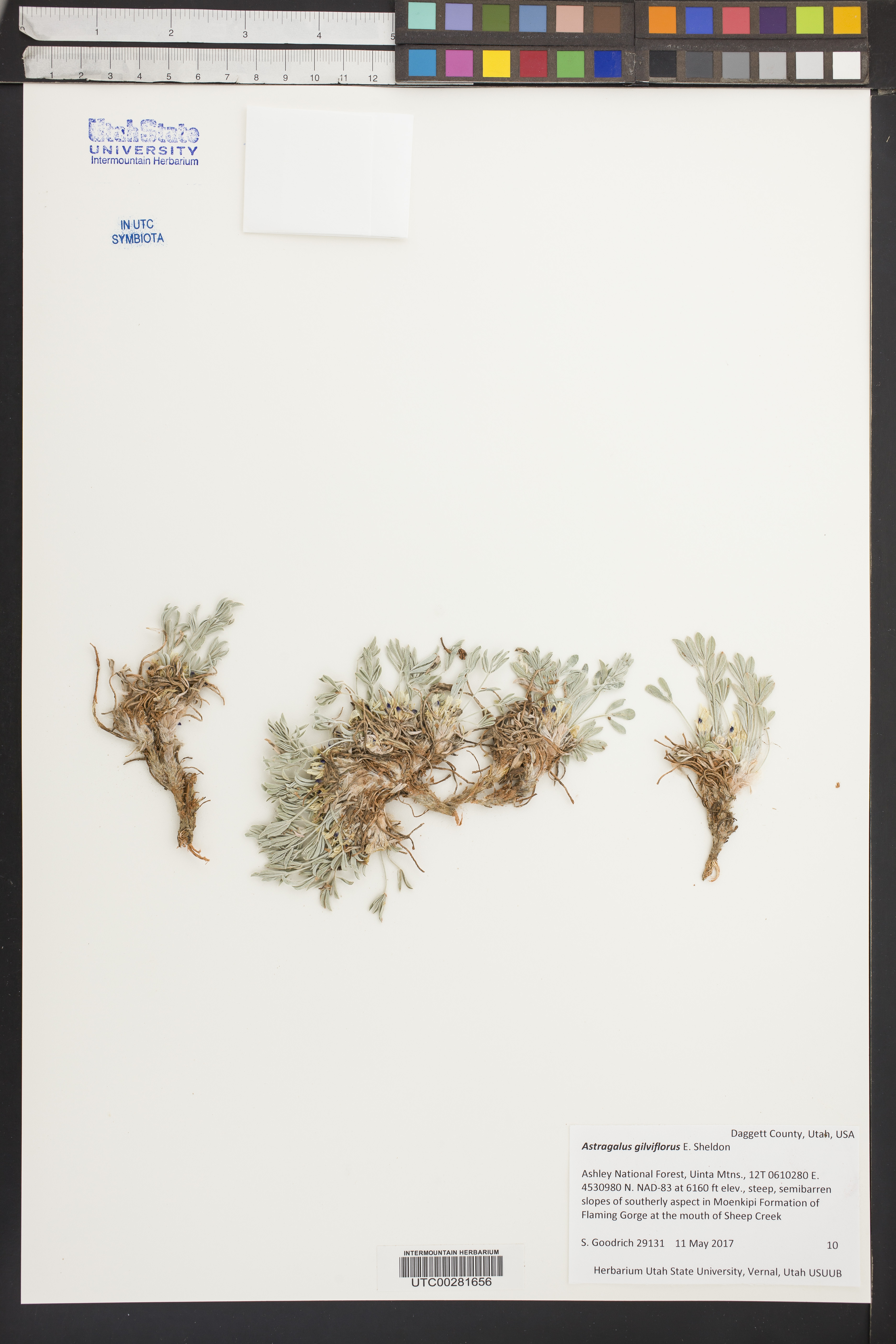 Image of Astragalus gilviflorus